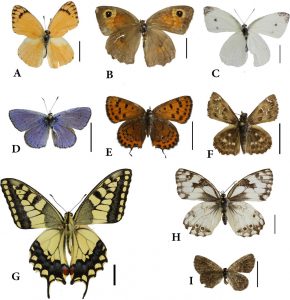 Some butterflies collected from WZU. A. Colotis fausta. B. Maniola telmessia. C. Pieris rapae. D. Polyommatus Icarus, E. Lycaena thersamon. F. Carcharodus alceae G. Papilio machaon. H. Belenois aurota. I. Zizeeria karsandra. Scale bar=10mm.