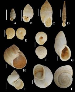 Land snails recorded from WZU. A. Euchondrus chondriformis. B. Euchondrus septemdentatus. C. Paramastus eposomus. D. Cristataria haasi. E. Eopolita protensa. F. Sphinterochila cariosa. G. Buliminus labrosus. H. Helix engaddensis. I. Pomatias glaucum. J. Levantina caesareana. Scale bar=10mm.