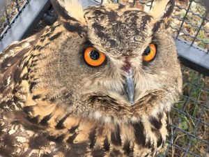 An Eagle owl rehabilitated and released in Wadi Zarqa. Photo courtesy of UNDP/PAPP.