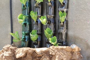 Green wall from recycled plastic bottles.