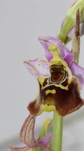 An orchid in the botanical garden.