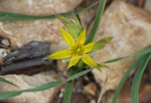 Star of Bethlehem in the garden.