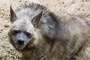 Abu Hassan, a six years old hyena at Qalqilya zoo. Photo by Bassa Almohor.