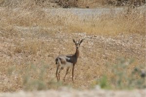 Gazelle. Photo by Imad Atrash.