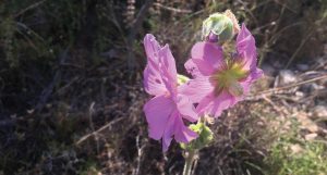 Alcea setosa Bristly Hollyhock الخطمي الهلبي، خف الجمل