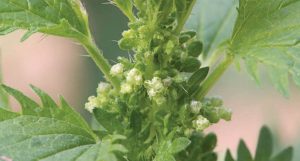 Urtica urens Stinging Nettle, Small Nettle القراص