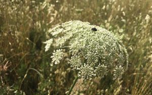 Daucus carota  Wild Carrot لذيقة, يربرزج, جزر بري