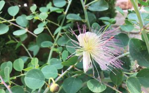 Capparis spinosa  Capers كبر