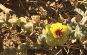 Verbascum sinuatum Scallop-Leaved Mullein عمية، عورور 