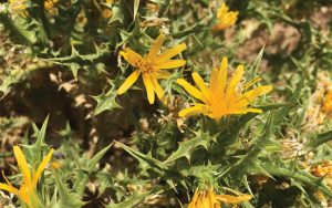 Scolymus hispanicus Spanish Golden-Thistle سنارية