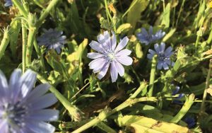 Cichorium endivia Dwarf Chicory الهندباء البرية