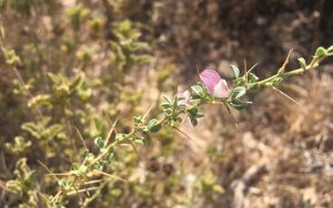 Ononis spinosa Tall Spiny Rest-Harrow موقف الثور أو الحمار، شبرج، شبرق 