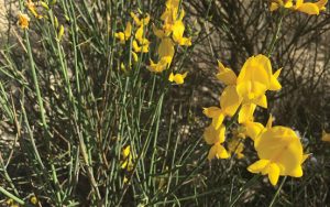 Spartium junceum   Spanish Broom مكنسة، وزال، قندول 