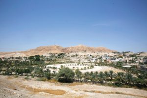 Jericho palm trees with the Mount of Temptation in the background. Photo courtesy of MoTA.