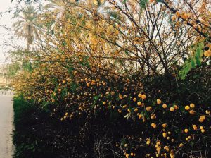 Saisban plants.