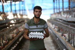 A young poultry farmer collects eggs from a poultry farm.