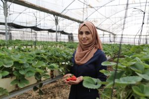 A young strawberry farmer.