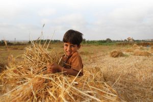 Five-year-old Ahmad helps his family to harvest wheat in the northern Gaza Strip. Photo ©UNICEF-SoP/2019.