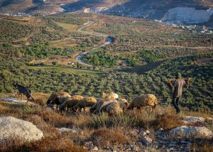 Pasturing around Nablus. Photo by Walid Abu Ideh.